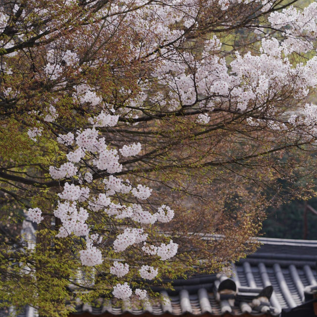 🌸南山公園 | 藏在塔下的浪漫花徑