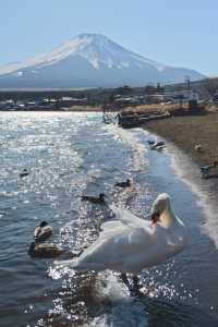 發現山中湖白鳥浜：天鵝與湖泊的和諧美景