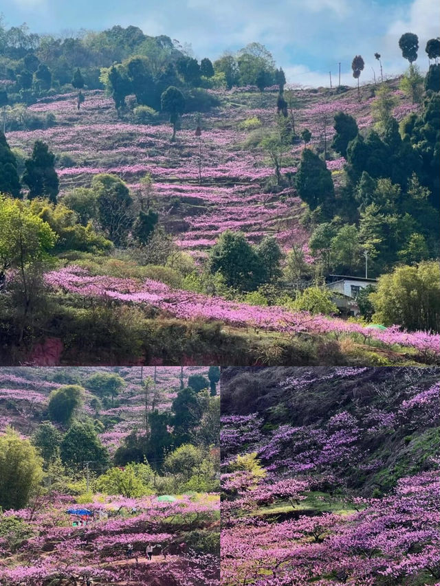 成都龍泉山 |3 - 4月來真香，邂逅浪漫春日之旅！
