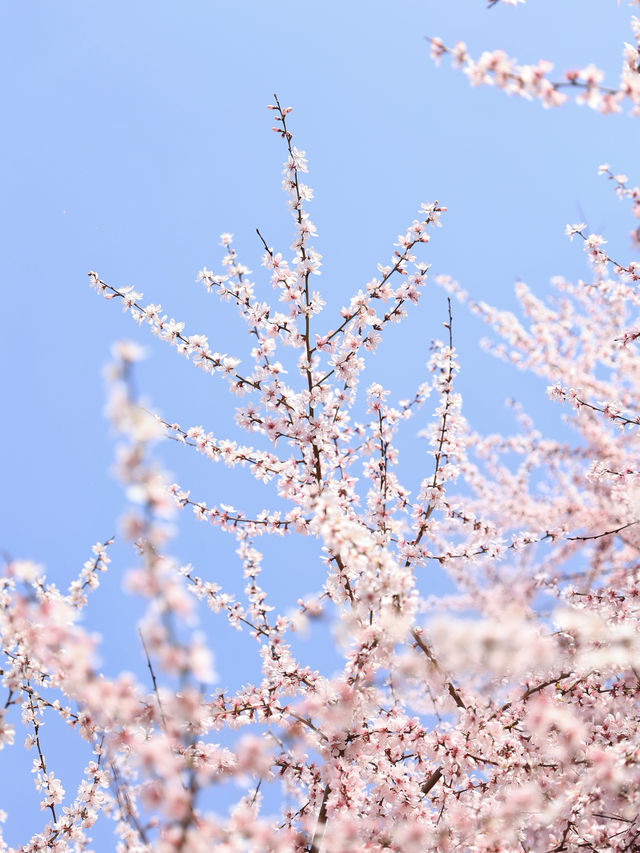 交換春天｜粉色柔美夢幻漫畫樹地鐵直達！