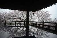 2024 Japan Cherry Blossom Season Summary (Recommendations and Avoidances)