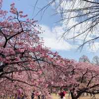 代々木公園での楽しいひととき