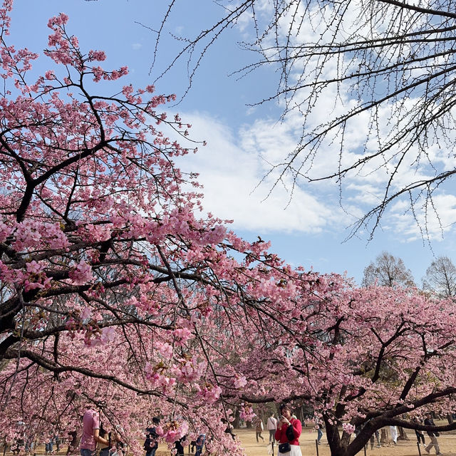 代々木公園での楽しいひととき