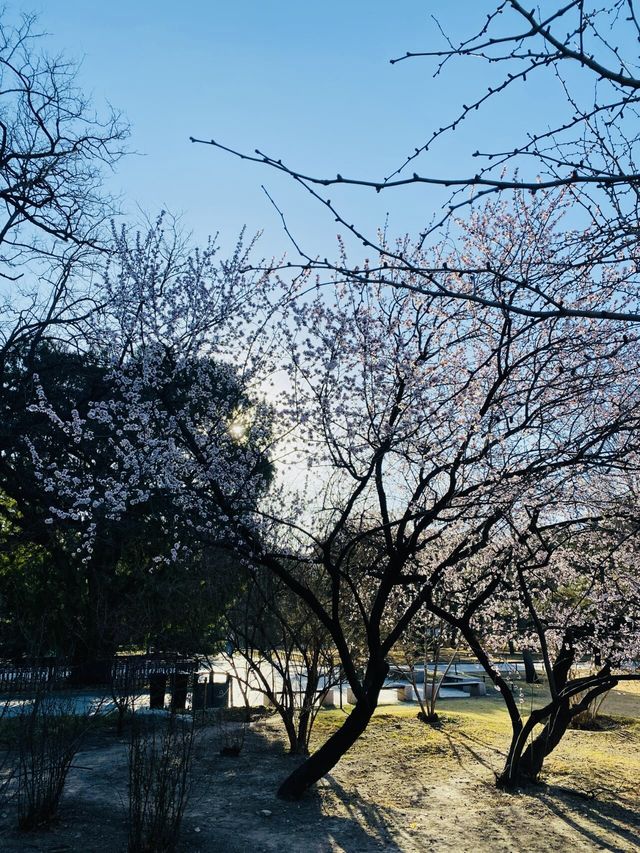 北京國家植物園｜山桃花溪