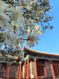 京城限定普渡寺玉蘭花