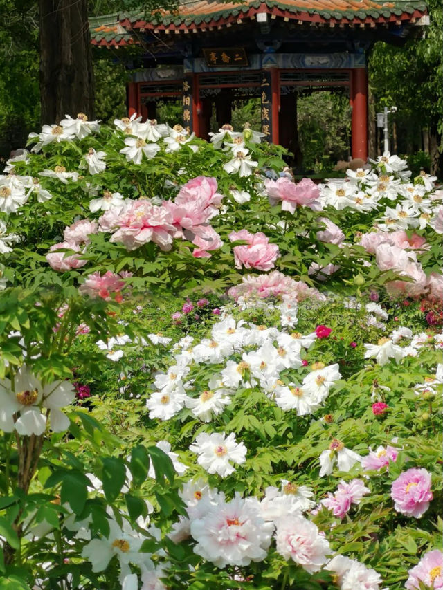 洛邑古城·千年河洛之旅 | 3-4天深度遊玩攻略