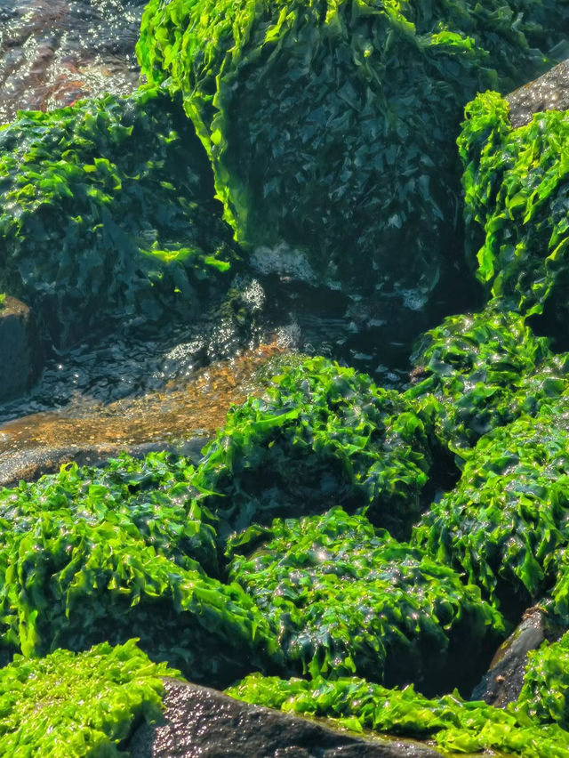 澳洲阿米代爾，小眾寶藏旅行地全攻略