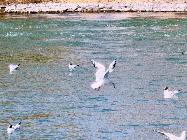 春日奇遇記 | 太原汾河公園的海鷗盛宴
