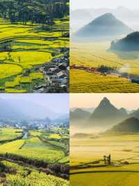 四五月份雲南·羅平賞花攻略！