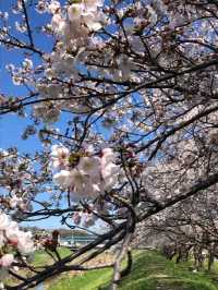 埼玉県東松山市の上沼公園で桜を楽しむ方法