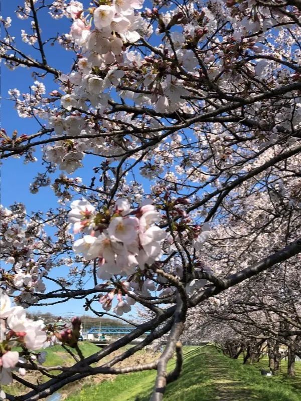 埼玉県東松山市の上沼公園で桜を楽しむ方法