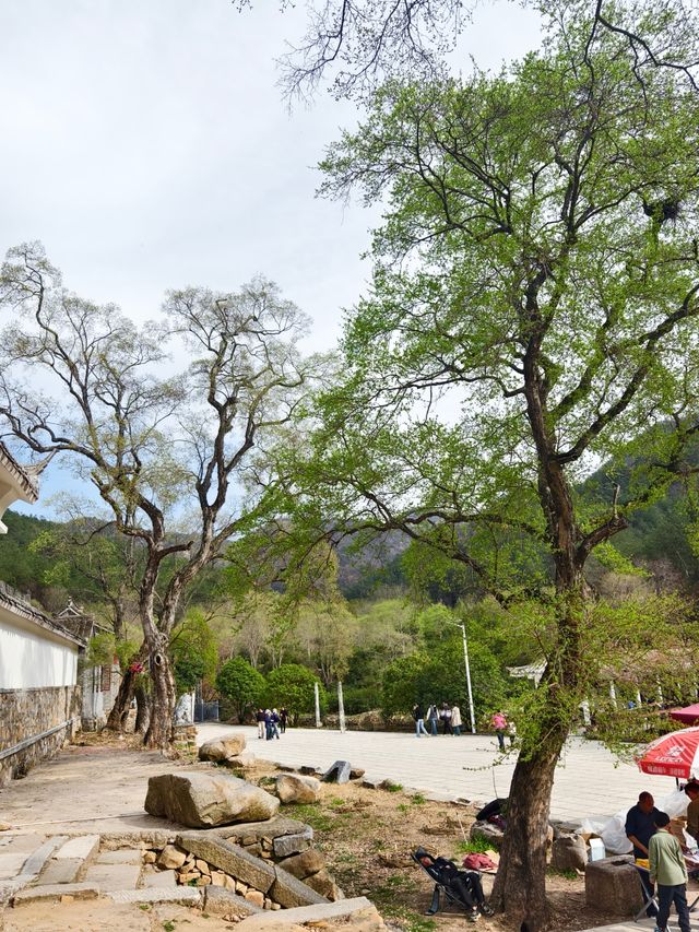 南陽|在樸素的山谷中邂逅了一場春和景明