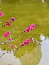 廣州春季賞花攝影點合集（賞花踏青啦）
