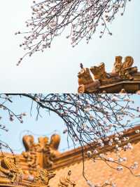 北京賞杏花‖打卡避坑攻略