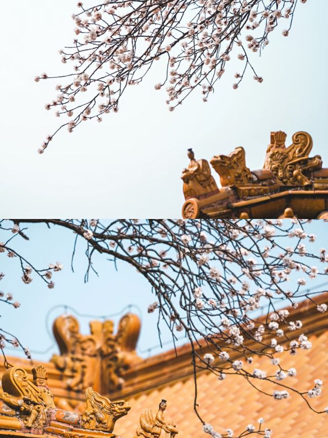 北京賞杏花‖打卡避坑攻略