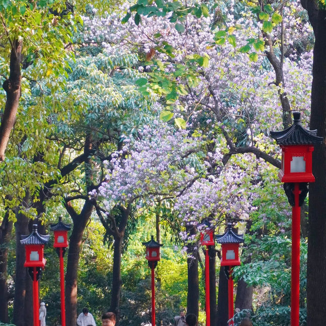 【越秀公園】木棉花開到燦爛‼️
