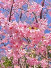 上海|顧村公園|春日櫻花詩旅