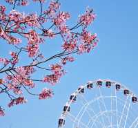 上海|顧村公園|春日櫻花詩旅