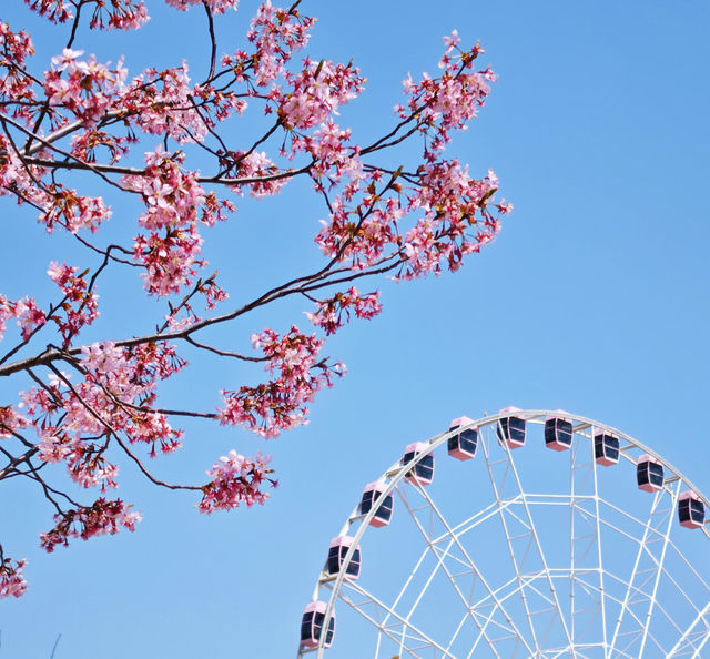 上海|顧村公園|春日櫻花詩旅