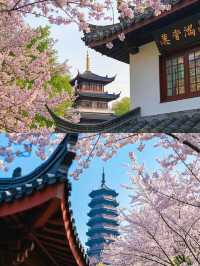 不建議來武漢睇櫻花，呢個伏位踩一個中一個