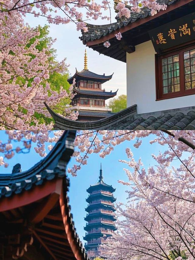 不建議來武漢睇櫻花，呢個伏位踩一個中一個
