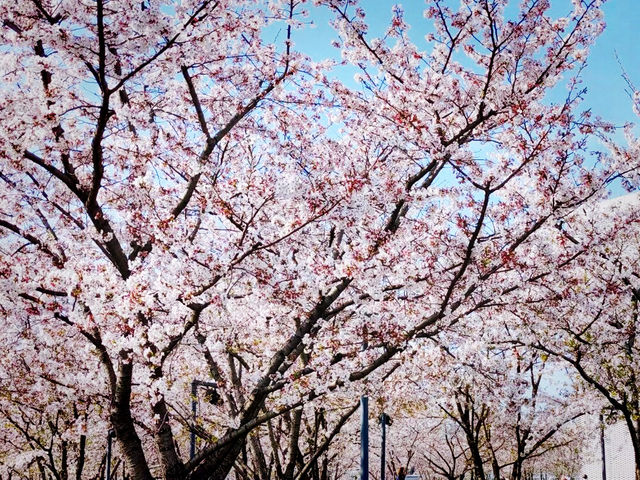 首爾公園賞樱攻略：邂逅春日浪漫