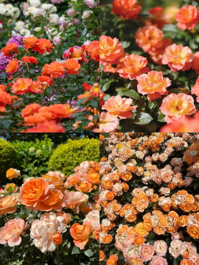 上海花木月季園3天深度遊攻略