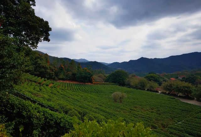 五一去梅州飲茶