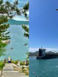 海驢島嘅海鷗太可愛喇！哦莫！包鍾意嘅！