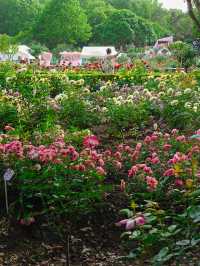 杭州都有屬於自己的「莫奈」花園！