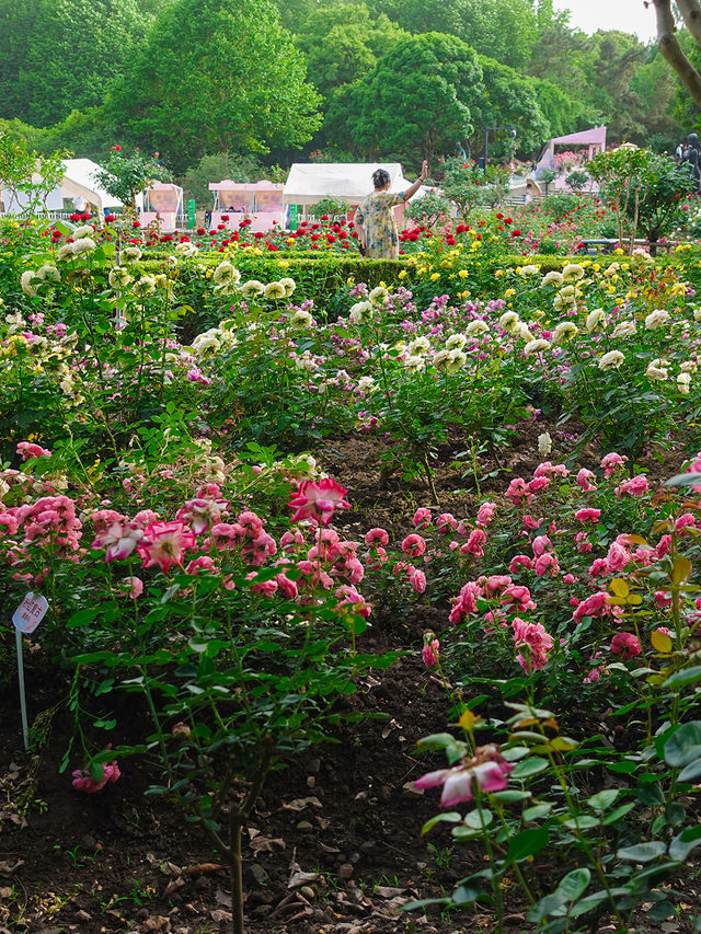 杭州都有屬於自己的「莫奈」花園！