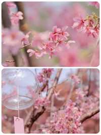 狐尾山櫻花谷「春風來信 櫻花寄語」