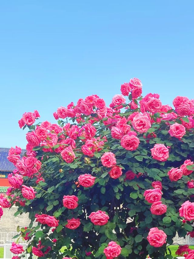 寶雞發現一片超靚嘅玫瑰花園
