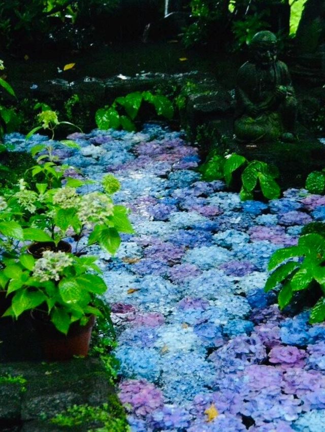 東京6月紫陽花聖地交通全攻略：奔赴限定藍紫色浪漫 