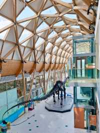 Discover the Herbert Art Gallery & Museum: Dinosaurs, Legends & Free Fun!