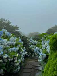 💙濟州島夏日限定｜闖入莫奈筆下的繡球花海仙境！