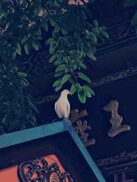 端午邂逅昭覺寺，靜享清幽禪意