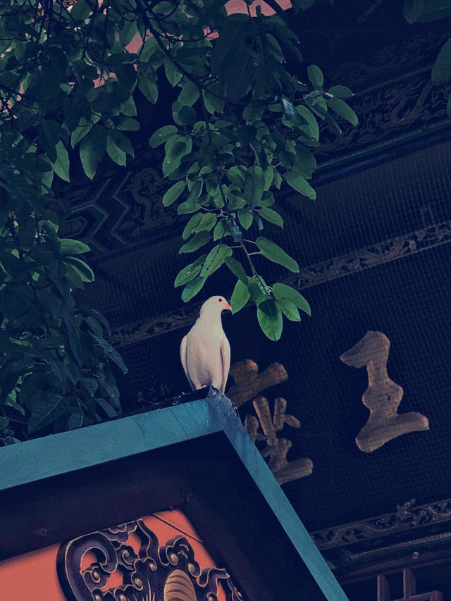 端午邂逅昭覺寺，靜享清幽禪意