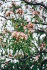 合歡花開| 這抹粉霧藏著初夏的浪漫