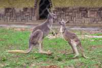 動物園一日遊親子情侶可打卡