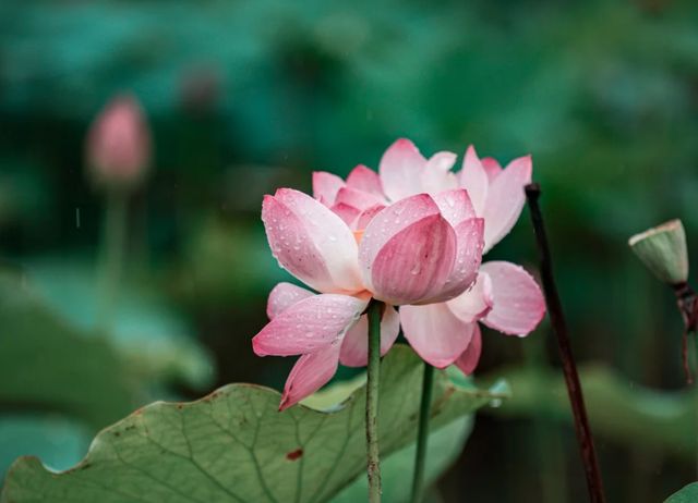 衝衝衝，杭州「荷花秘境」完美綻放！