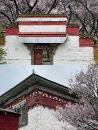 波密桃花溝：邂逅一場春日嘅粉色浪漫