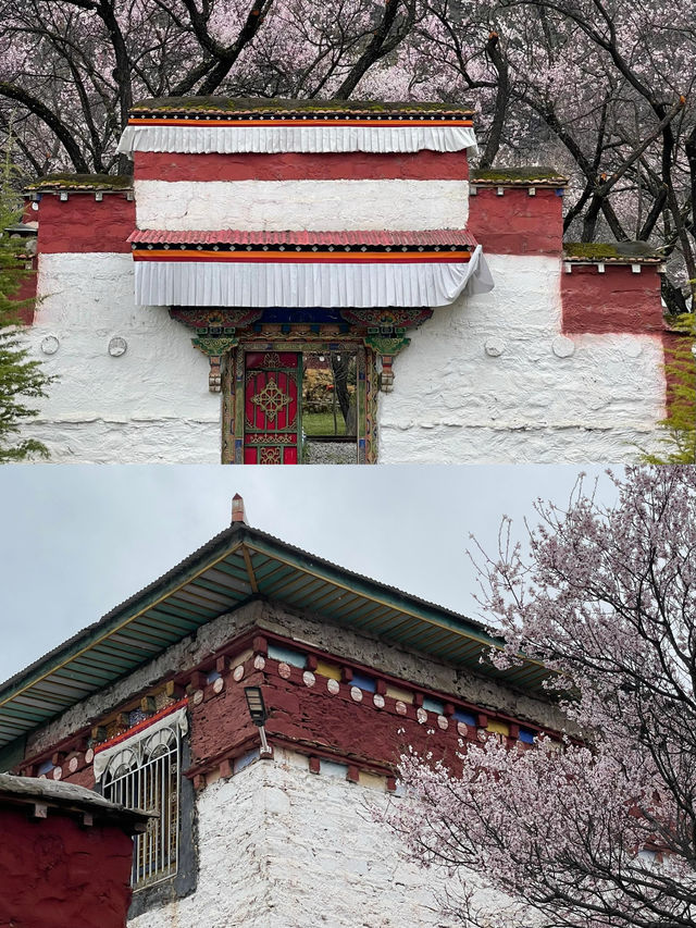 波密桃花溝：邂逅一場春日嘅粉色浪漫