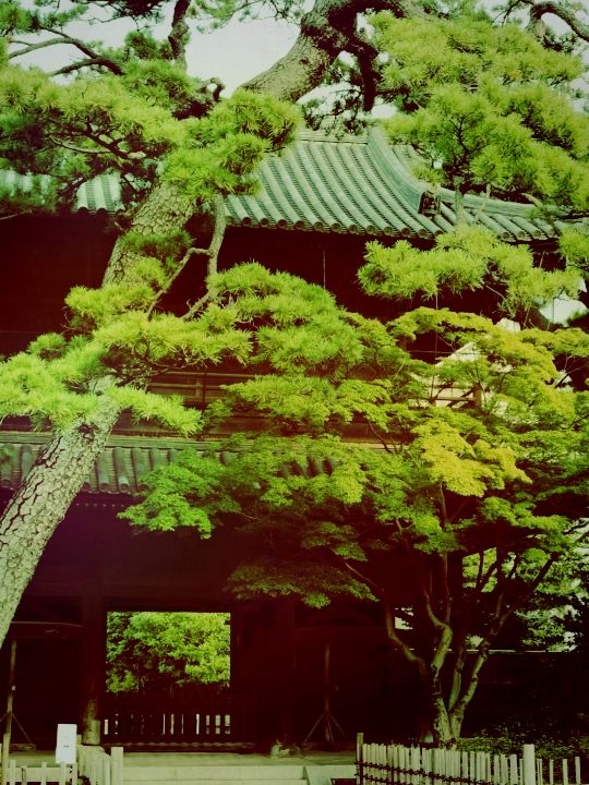 도쿄 코우게츠지, 고양이와 함께하는 특별한 여행​