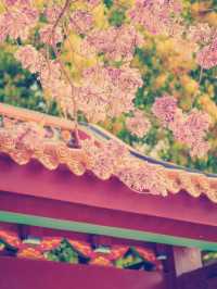 タイトル：廈門の隠れ家的絶景スポット！天竺岩寺で春の紫陽花と禅の世界を満喫
