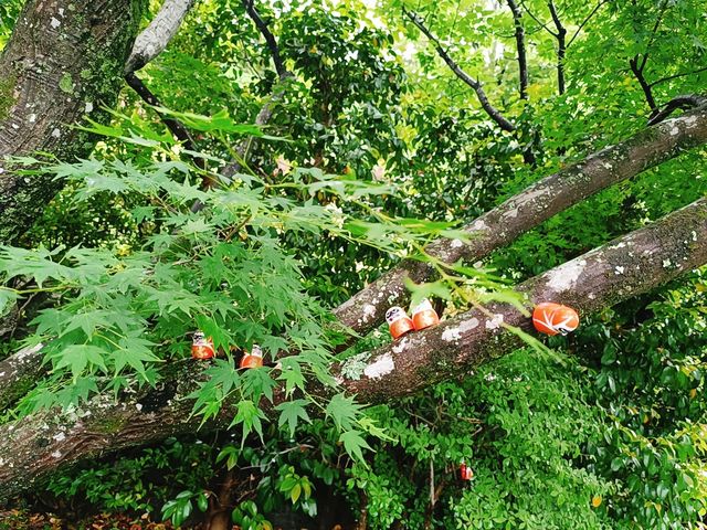 日本小眾秘境｜勝丸寺一日靜心之旅竹林禪意穿越千年！  關西隱藏款！京都後花園裡的唐代遺風 