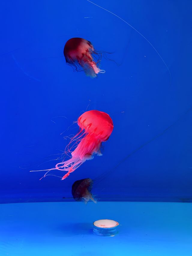 28℃避暑天堂！舟山長喬海洋館2日1夜全攻略