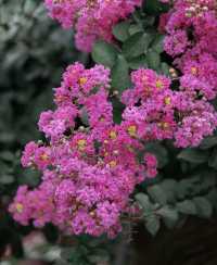 紫薇公園賞花全攻略