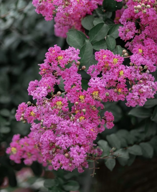 紫薇公園賞花全攻略