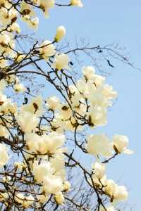 踏青！賞花！秦嶺野生動物園與萌寵們擁抱春天